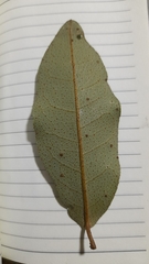 Aextoxicon punctatum