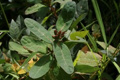 Hypericum virginicum