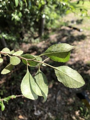 Maleae