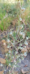 Artemisia macrocephala