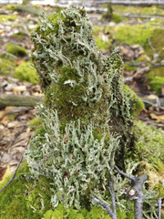 Cladonia cenotea