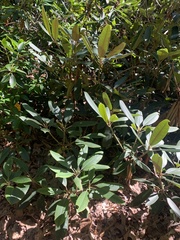 Rhododendron maximum