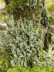Cladonia cenotea