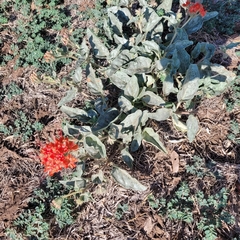 Nyctaginia capitata