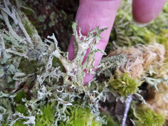 Cladonia cenotea