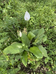 Spathiphyllum wallisii