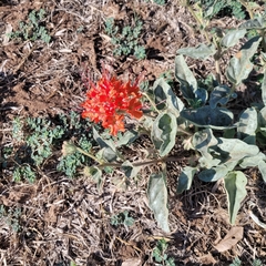 Nyctaginia capitata