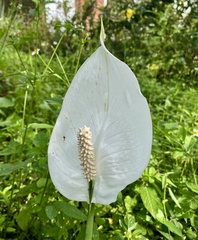 Spathiphyllum wallisii