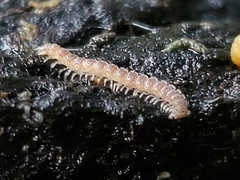 Polydesmus