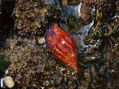 Peristernia reincarnata