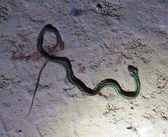 Thamnophis proximus orarius
