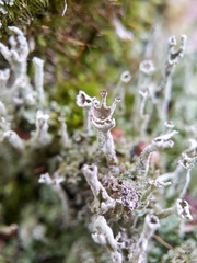 Cladonia cenotea