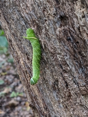 Paonias excaecata
