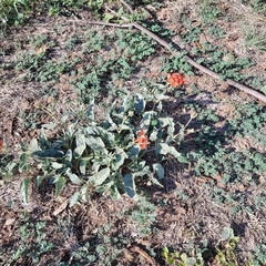 Nyctaginia capitata