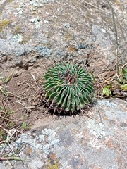 Echinofossulocactus