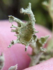 Cladonia cenotea