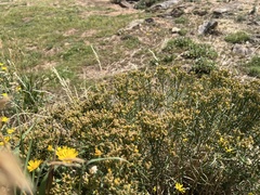 Gutierrezia sarothrae