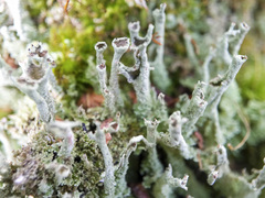 Cladonia cenotea