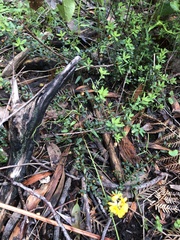 Pultenaea gunnii