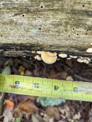 Phyllotopsis nidulans