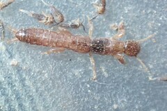 Embioptera