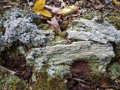 Icmadophila ericetorum