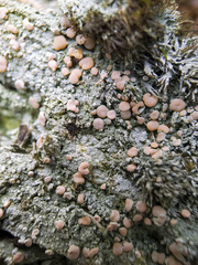 Icmadophila ericetorum