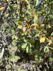 Amelanchier utahensis