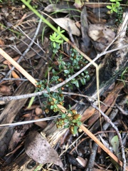 Pultenaea gunnii