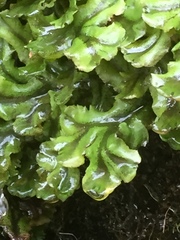 Conocephalum conicum