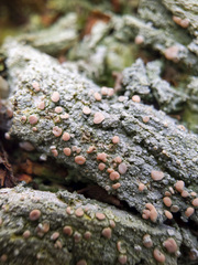 Icmadophila ericetorum