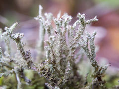 Cladonia scabriuscula