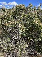 Amelanchier utahensis