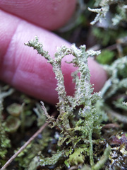 Cladonia scabriuscula