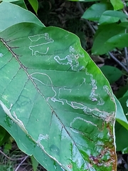 Phyllocnistis magnoliella