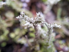 Cladonia scabriuscula