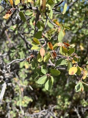 Amelanchier utahensis