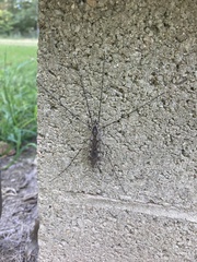 Tipula