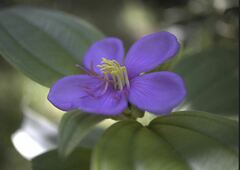 Melastoma malabathricum