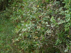 Alternanthera porrigens