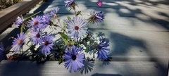 Symphyotrichum oblongifolium
