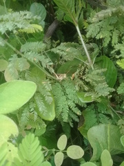 Abracris flavolineata