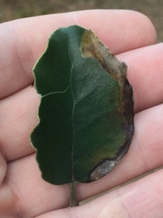 Epiphthora melanombra