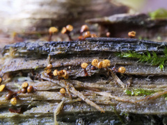 Hemitrichia calyculata