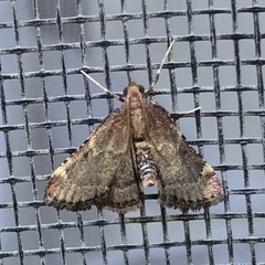 Hypsopygia intermedialis