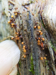 Hemitrichia calyculata