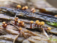 Hemitrichia calyculata