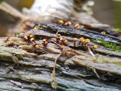 Hemitrichia calyculata
