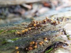 Hemitrichia calyculata