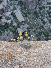 Eriogonum umbellatum